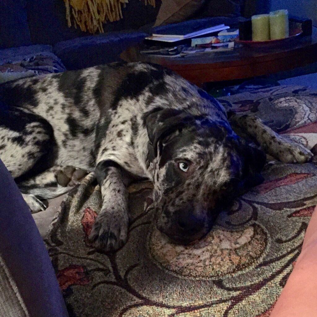 Pic of the Litter: Ranger